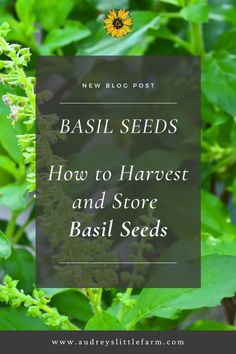 basil seed plant with text overlay reading basil seeds how to harvest and store basil seeds