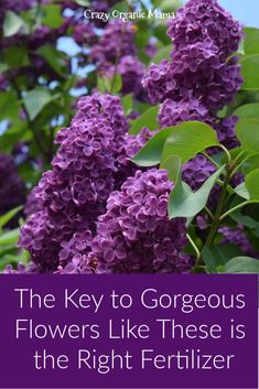 the key to gorgoous flowers like these is the right fertiizer for you