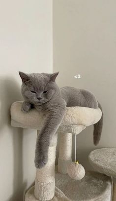 a gray cat laying on top of a scratching post in a room with white walls