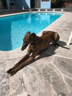 a dog laying on the ground next to a swimming pool