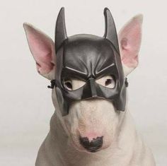 a white dog wearing a batman mask with ears