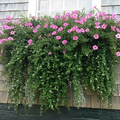 pink flowers growing on the side of a house