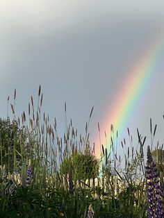 a rainbow shines brightly in the sky above tall grass and wildflowers on a cloudy day