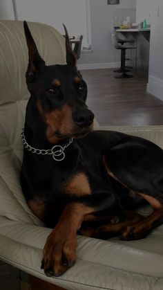 a black and brown dog laying on top of a white chair in a living room