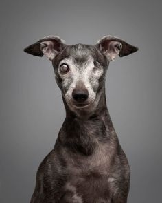 a black and white dog looking at the camera with an intense look on its face