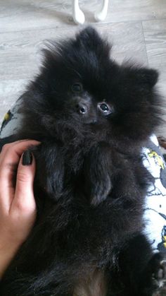 a small black dog being held by someone