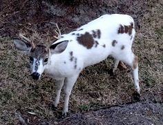 a small white and brown spotted deer standing in the grass