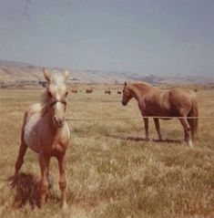 two horses are standing in the middle of a field