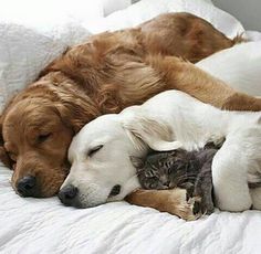 a dog and cat are sleeping together on the bed