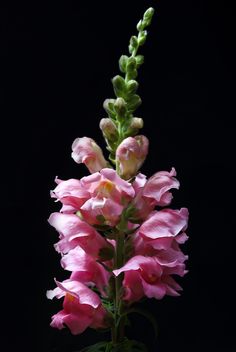 pink flowers in a vase on a black background