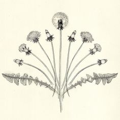 a drawing of flowers and leaves on a white background with the words'dandelion'written below it