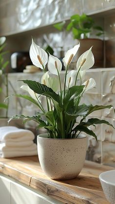 a potted plant sitting on top of a wooden counter