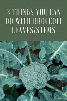 broccoli plants with the words 3 things you can do with broccoli leaves / stems