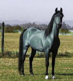 a black horse standing on top of a lush green field