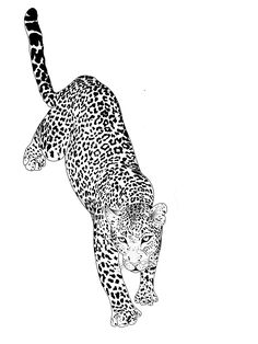 a black and white drawing of a cheetah in the air with its paw up