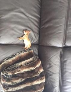 a stuffed animal sitting on top of a leather couch next to a pile of pillows