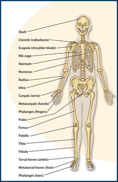 the skeleton and its major bones are labeled in this diagram, with labels on each side