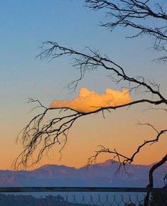 there is a tree with no leaves in the foreground and mountains in the background