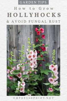 pink flowers growing in front of a wooden fence with the words how to grow hollyhocks and avoid financial rust