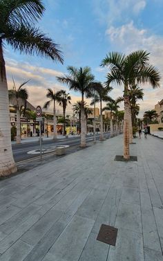 palm trees are lined up along the sidewalk