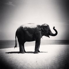 an elephant standing in the sand near the ocean