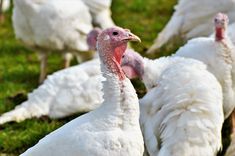 there are many turkeys that are standing in the grass and one is looking at the camera