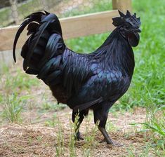 a black rooster standing in the grass next to a fence