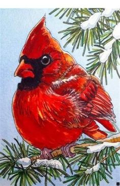 a painting of a cardinal perched on a pine branch in the snow, surrounded by evergreen needles