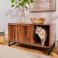 a cat sitting in a wooden cabinet next to a potted plant on top of a rug