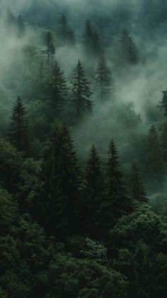 the forest is covered in fog and low lying clouds, with pine trees on either side