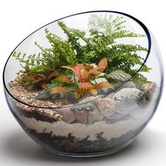 a glass bowl filled with plants and rocks