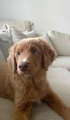 a brown dog laying on top of a couch