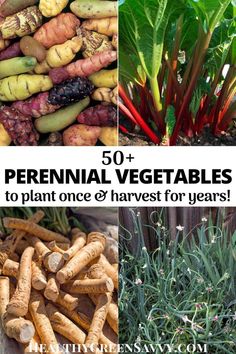 several different types of vegetables with text overlay that reads, 50 + perennial vegetables to plant once & harvest for years