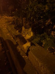 a cat sitting on top of a cement bench next to trees and bushes at night