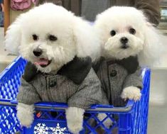 two white dogs sitting in a blue shopping cart