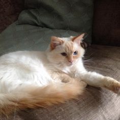 a white cat laying on top of a couch