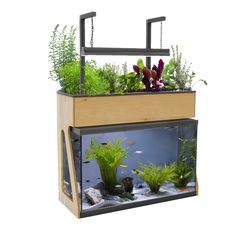 an aquarium filled with plants and fish in front of a white background that is cut out to show the inside