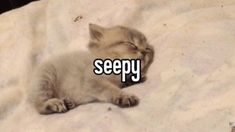 a small kitten sleeping on top of a white blanket with the words sleepy written across it