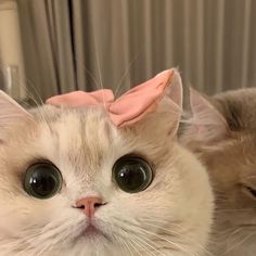 two cats with bows on their heads looking at the camera while lying next to each other