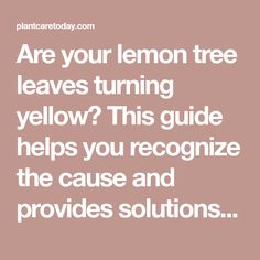 the text are your lemon tree leaves turning yellow? this guide helps you recognize the cause and provides solution