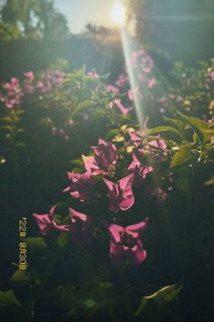 the sun shines brightly through some purple flowers