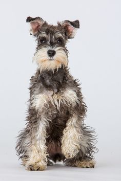 a small gray and white dog sitting on top of a white floor next to a wall