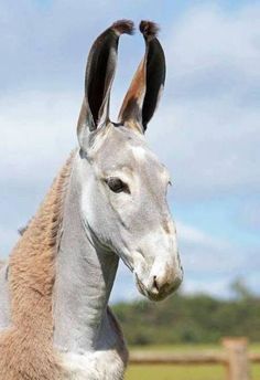 a white and brown horse with horns standing in a field