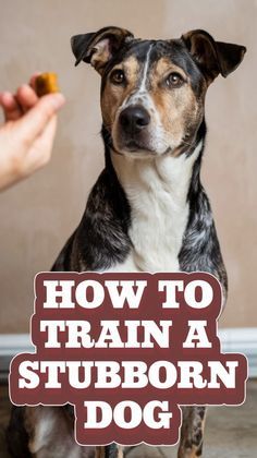 a dog is sitting on the floor with its owner holding something in it's mouth