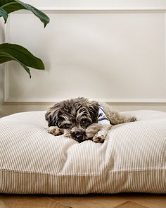 a small dog laying on top of a pillow in front of a potted plant