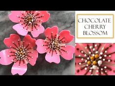 three pink flowers with pearls on them and chocolate cherry blossom beads in the center, along with text overlay that reads chocolate cherry blossom blossoms