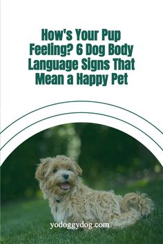 a dog sitting in the grass with its tongue out and text overlay that reads how's your pup feeling? 6 dog body language signs that mean a happy pet