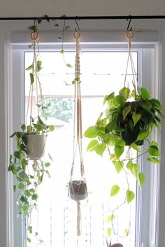 three hanging plants in front of a window