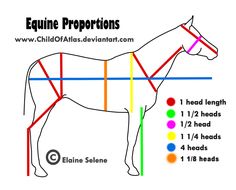 the diagram shows how to draw a horse's body in different colors and sizes