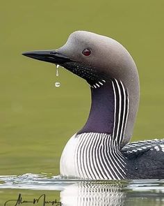 a close up of a bird in the water with a drop of water on it's head